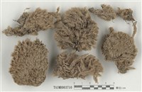 藏品(白髮苔屬)的圖片